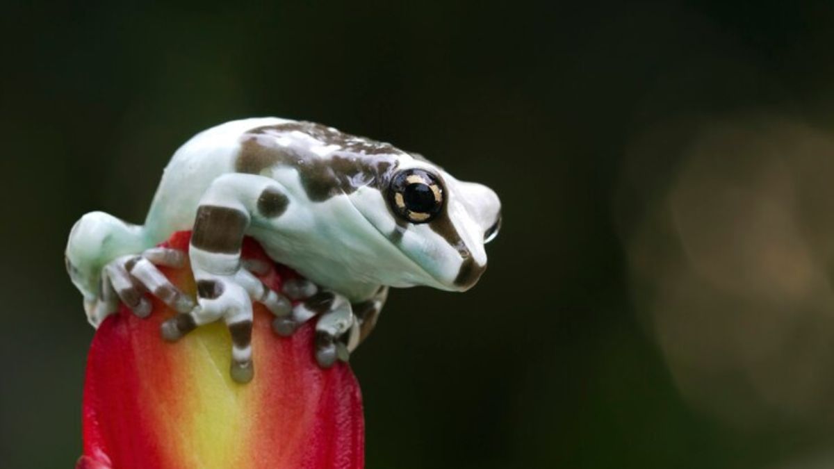 Strawberry Poison Dart Frog for sale